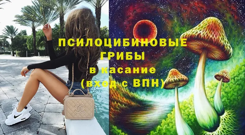 Галлюциногенные грибы Psilocybe  Улан-Удэ 